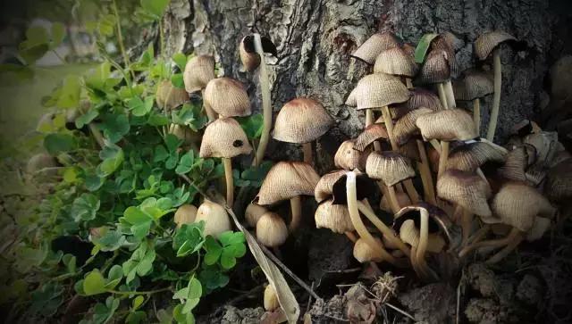 魔都各大高校里竟藏了这么多人少景美的秘密好地方，假期约起来！