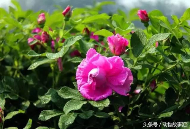 春天肝气郁结喝什么茶,春季疏肝健脾代茶饮