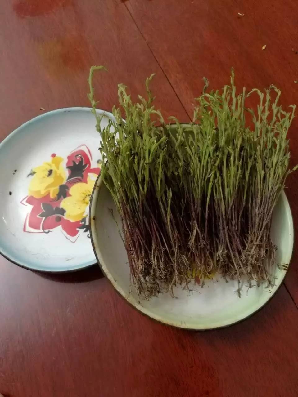 这个“含金”的小草，竟是旧时保婴丹