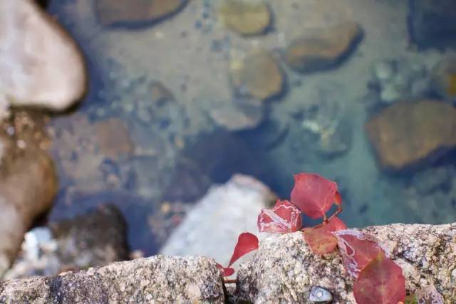 上海高铁到黄山4日游攻略,上海高铁到黄山旅行攻略