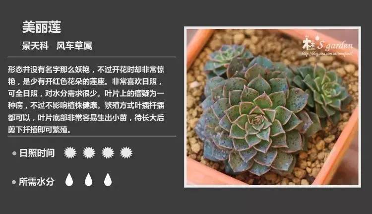 所有多肉植物的名字大全及图片,多肉植物的各种名字大全集