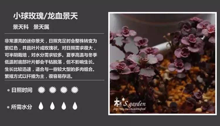 所有多肉植物的名字大全及图片,多肉植物的各种名字大全集