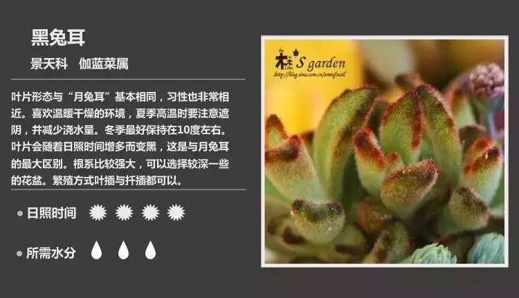 所有多肉植物的名字大全及图片,多肉植物的各种名字大全集