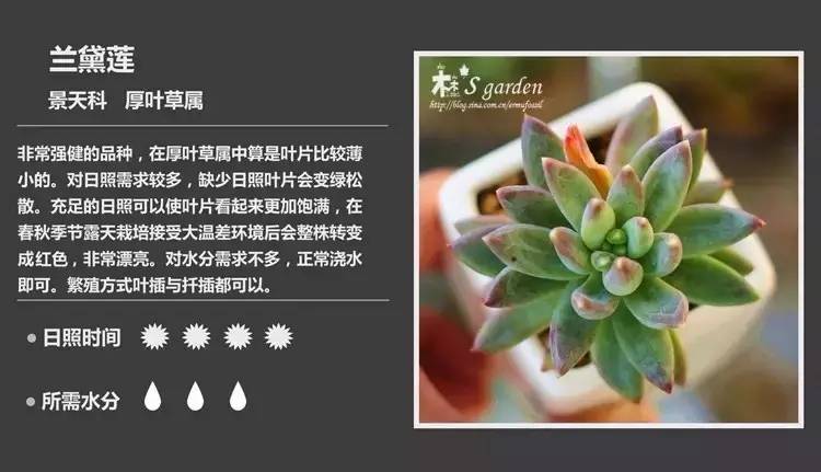 所有多肉植物的名字大全及图片,多肉植物的各种名字大全集