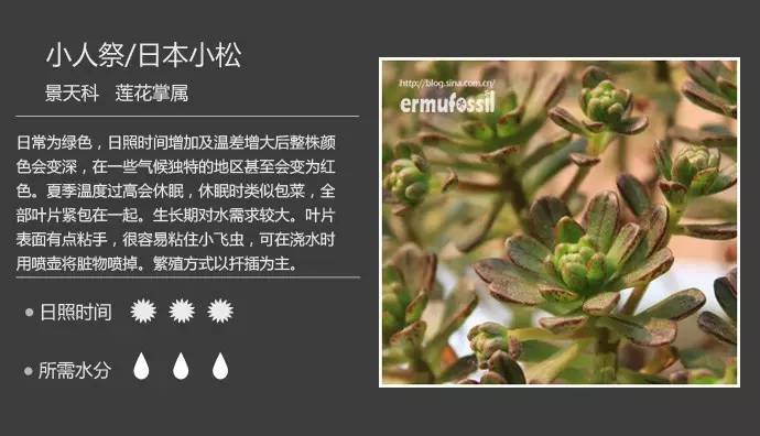 所有多肉植物的名字大全及图片,多肉植物的各种名字大全集