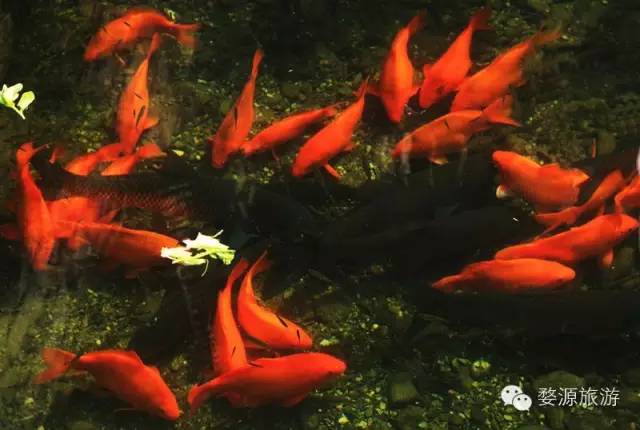 上海高铁到黄山4日游攻略,上海高铁到黄山旅行攻略