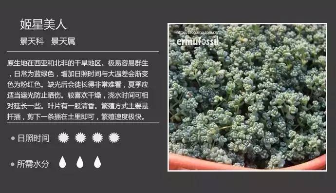 所有多肉植物的名字大全及图片,多肉植物的各种名字大全集
