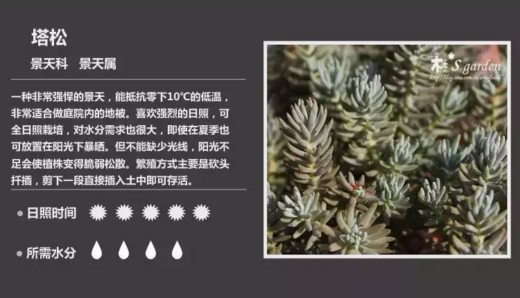 所有多肉植物的名字大全及图片,多肉植物的各种名字大全集