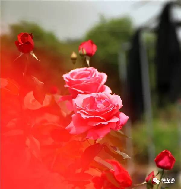 龙游赏花最好的地方,3月的龙游花海