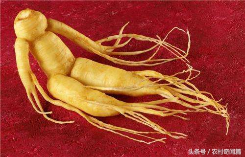 老汉挖到了一个金子民间故事,老人在山上挖到千年人参