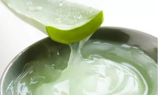 好友“芦荟”已上线！美颜祛痘可食用，分分钟让你变回小公举！