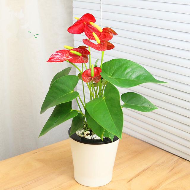 十种常见的水培植物推荐,超实用水培植物怎么养