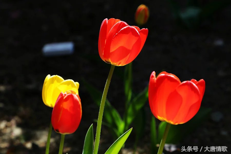 郁金香盛开的美丽,郁金香绽放在波斯湾上空