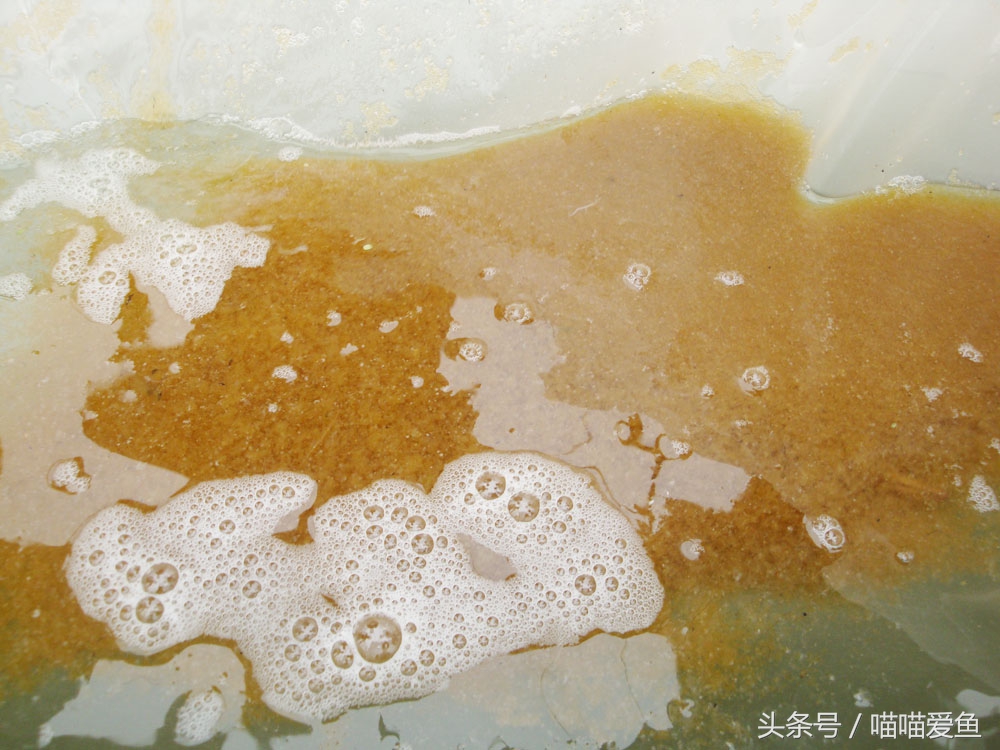 泥鳅苗人工孵化技术全过程,泥鳅人工繁殖打什么针