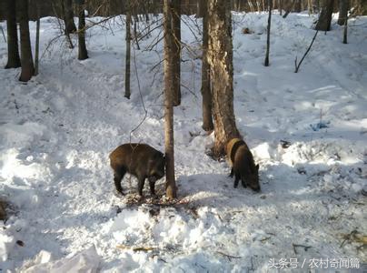 老汉挖到了一个金子民间故事,老人在山上挖到千年人参