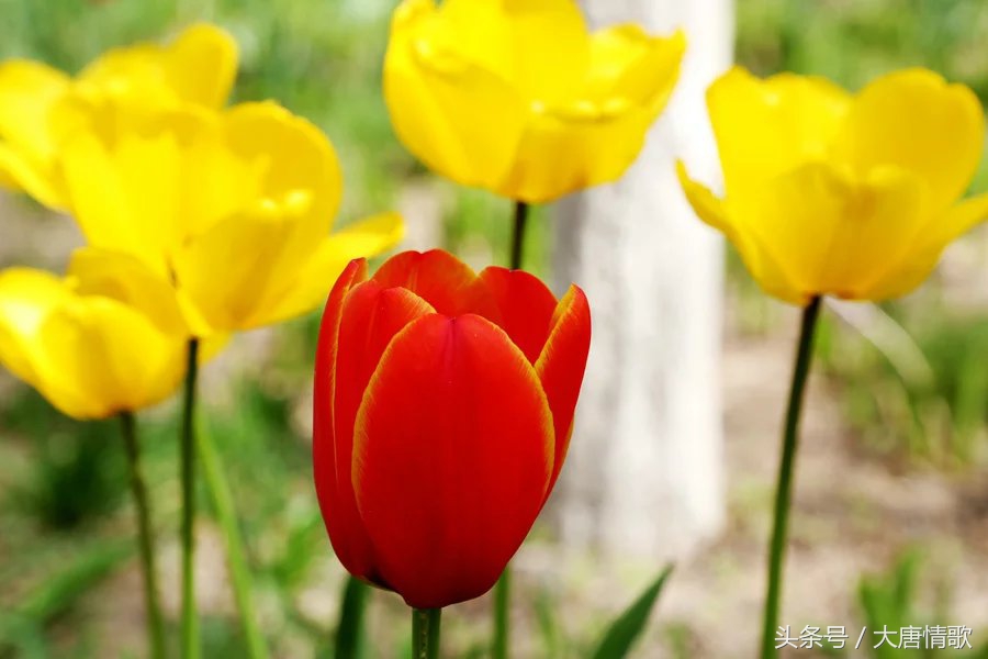 郁金香盛开的美丽,郁金香绽放在波斯湾上空