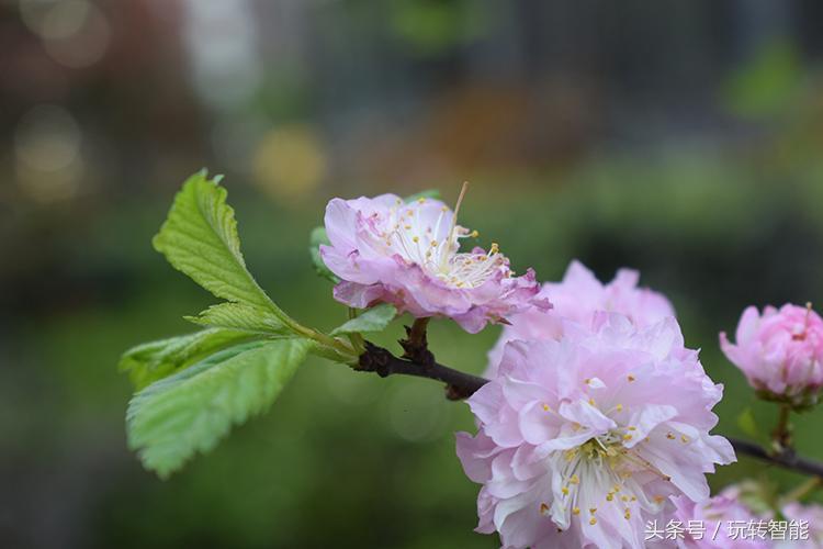 苹果双摄推荐,苹果手机双摄