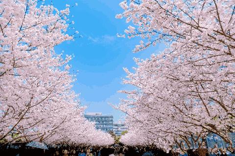 魔都各大高校里竟藏了这么多人少景美的秘密好地方，假期约起来！