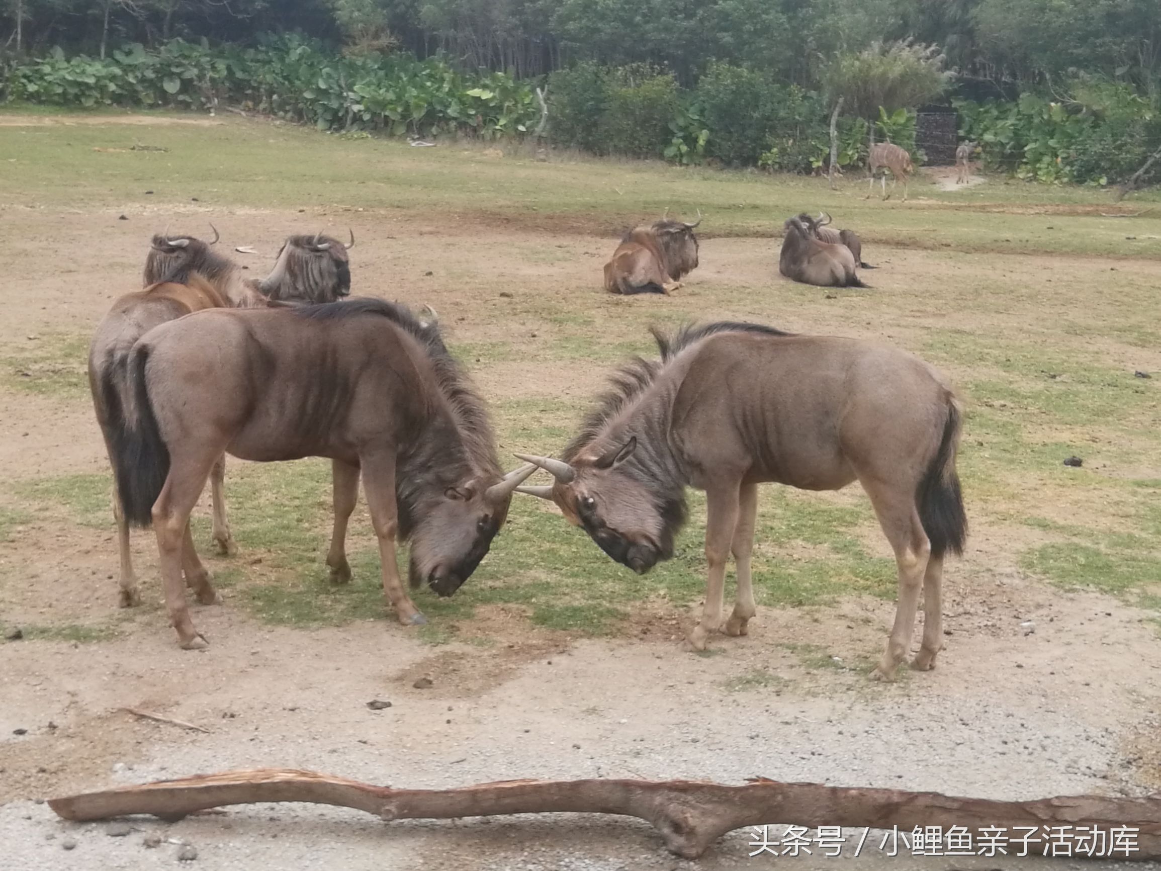 长隆动物园亲子游攻略,广州长隆4园2天1夜亲子游攻略