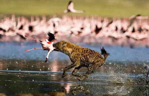 最厉害的食肉动物族群斑鬣狗,非洲斑鬣狗花豹