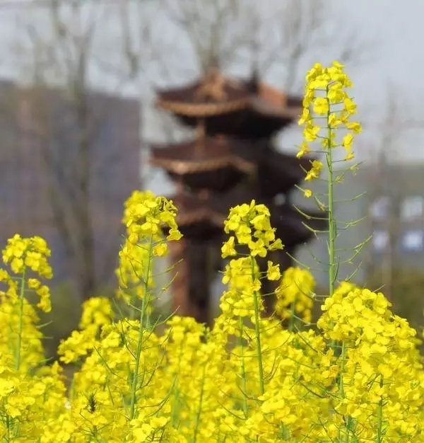 浙江大学最老的建筑,浙江大学标志性建筑图片