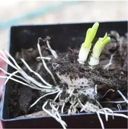 适合阳台种植的蔬菜有哪些特性,在家阳台怎么种蔬菜