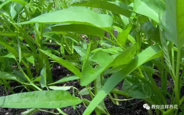 适合阳台种植的蔬菜有哪些特性,在家阳台怎么种蔬菜