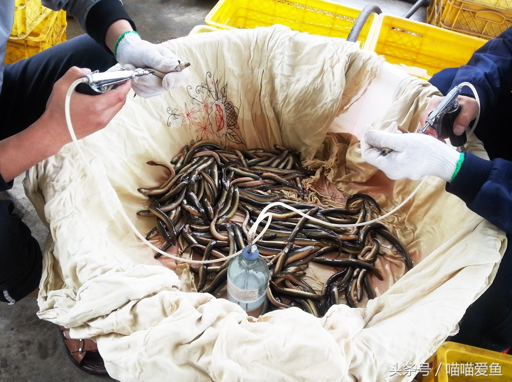 泥鳅苗人工孵化技术全过程,泥鳅人工繁殖打什么针