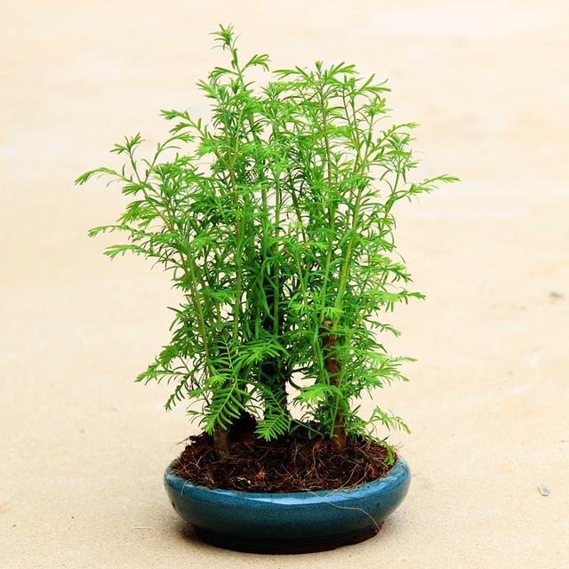 火棘树桩盆景图片,火棘吉祥果盆景树桩四季常绿