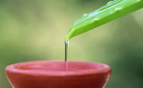 好友“芦荟”已上线！美颜祛痘可食用，分分钟让你变回小公举！