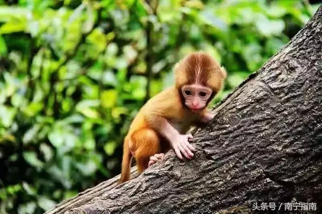 龙虎山最近发生了什么事件,广西南宁龙虎山事件真相视频