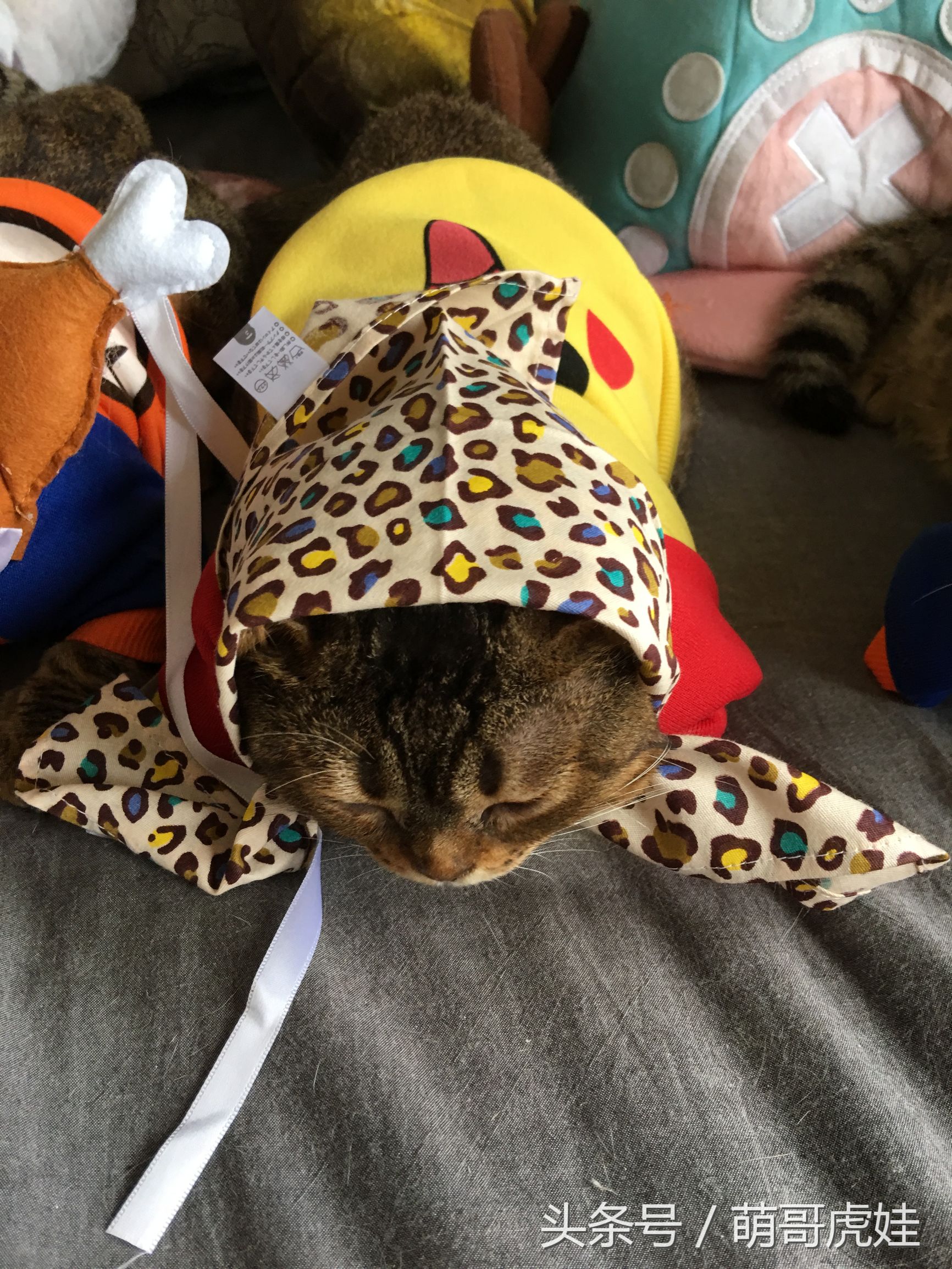 小猫被铲屎官的呼噜惊呆,铲屎官忍不住对小猫下手