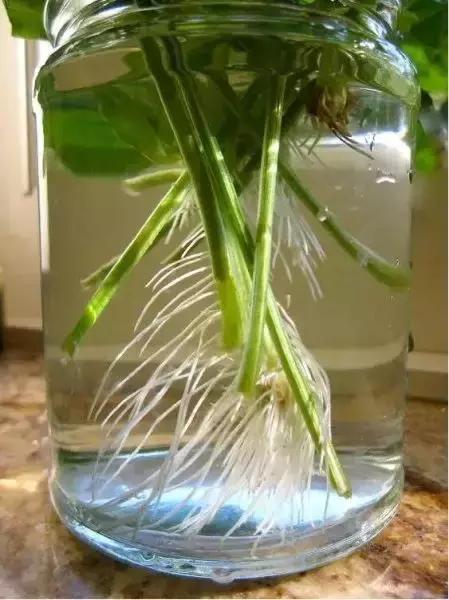 适合阳台种植的蔬菜有哪些特性,在家阳台怎么种蔬菜