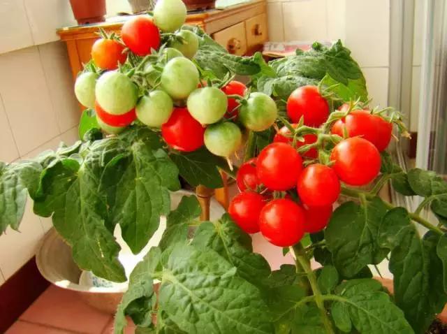 适合阳台种植的蔬菜有哪些特性,在家阳台怎么种蔬菜