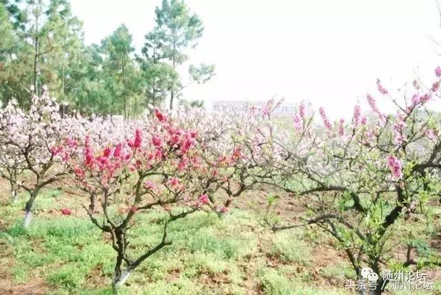 曾都一中真牛，快看！