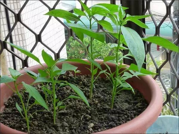 菜盆阳台种辣椒,菜市场辣椒里的种子能种吗