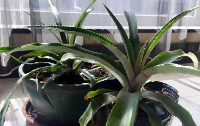 菠萝上面的叶子是否能种出菠萝,吃完菠萝的叶子怎么种菠萝