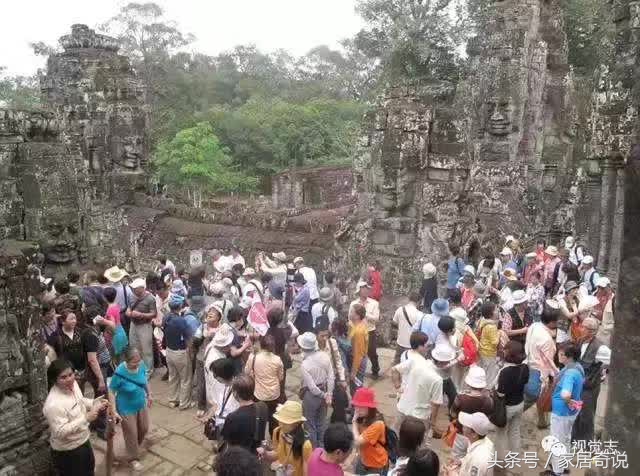 适合室内的花卉盆景,适合家里养的花盆景