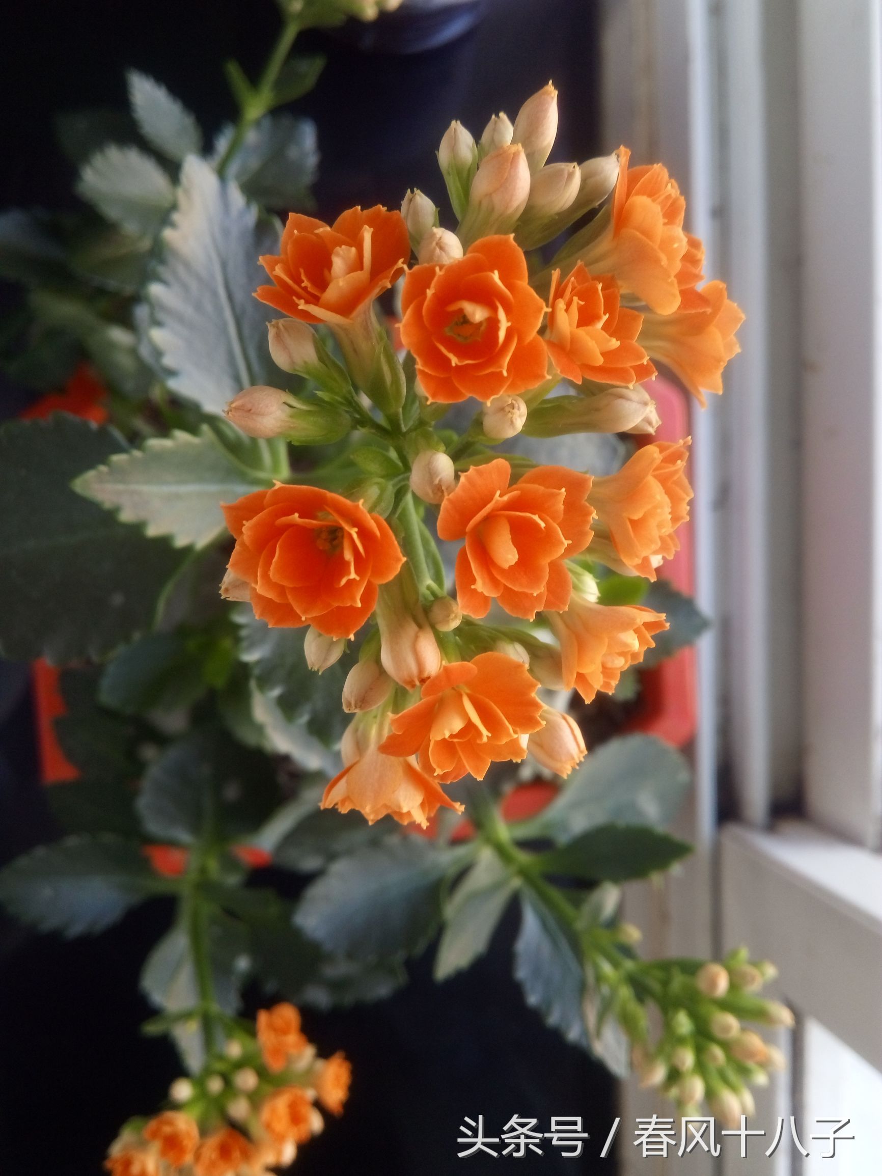 听了会单曲循环的十首歌,单曲循环的歌完整版