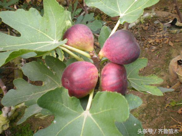 920赤霉素能当肥用吗,赤霉素920喷施几天后见效果