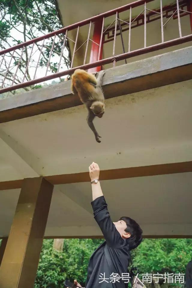 龙虎山最近发生了什么事件,广西南宁龙虎山事件真相视频