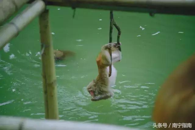 龙虎山最近发生了什么事件,广西南宁龙虎山事件真相视频