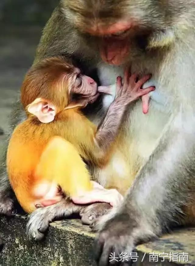 龙虎山最近发生了什么事件,广西南宁龙虎山事件真相视频