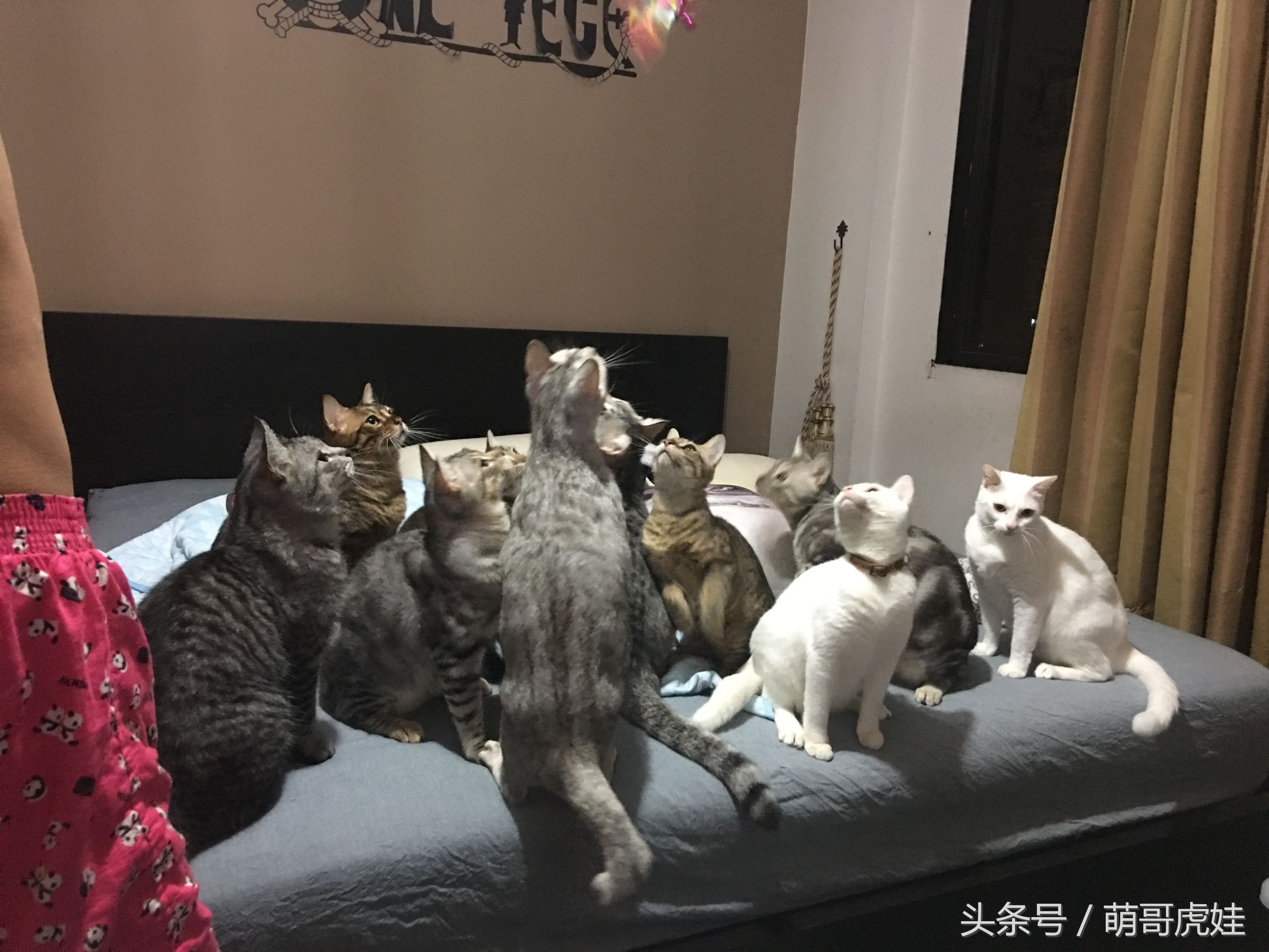 小猫被铲屎官的呼噜惊呆,铲屎官忍不住对小猫下手