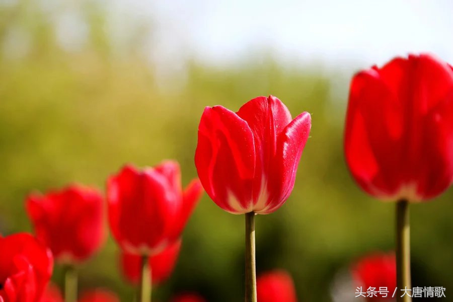 郁金香盛开的美丽,郁金香绽放在波斯湾上空