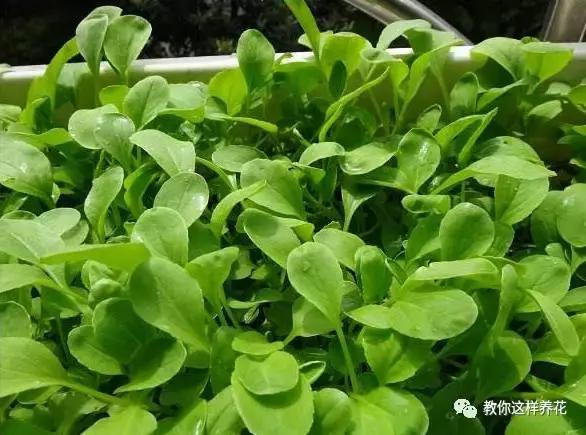 适合阳台种植的蔬菜有哪些特性,在家阳台怎么种蔬菜