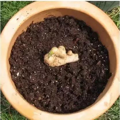 适合阳台种植的蔬菜有哪些特性,在家阳台怎么种蔬菜