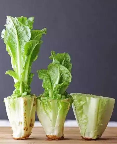 适合阳台种植的蔬菜有哪些特性,在家阳台怎么种蔬菜