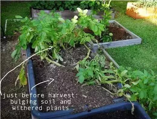 适合阳台种植的蔬菜有哪些特性,在家阳台怎么种蔬菜