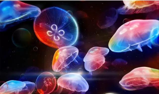 重庆最大海洋公园,重庆最大的海洋公园是哪个